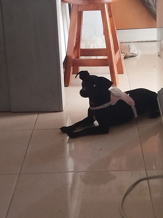 Pinscher lindíssima