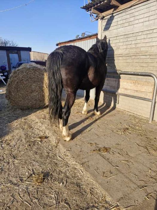 Klacz źrebna polecam