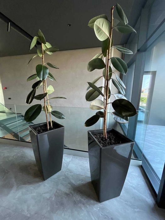 Фікус каучуковий 1.5м 2 шт в наявності