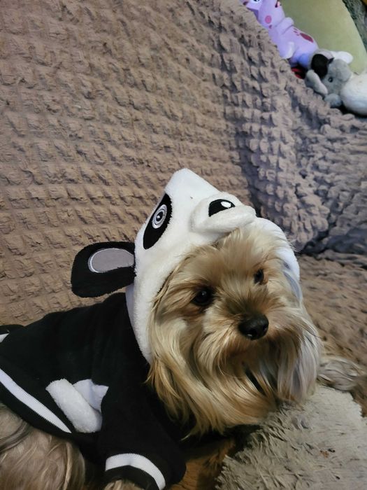 Хлопчик шукає дівчинку