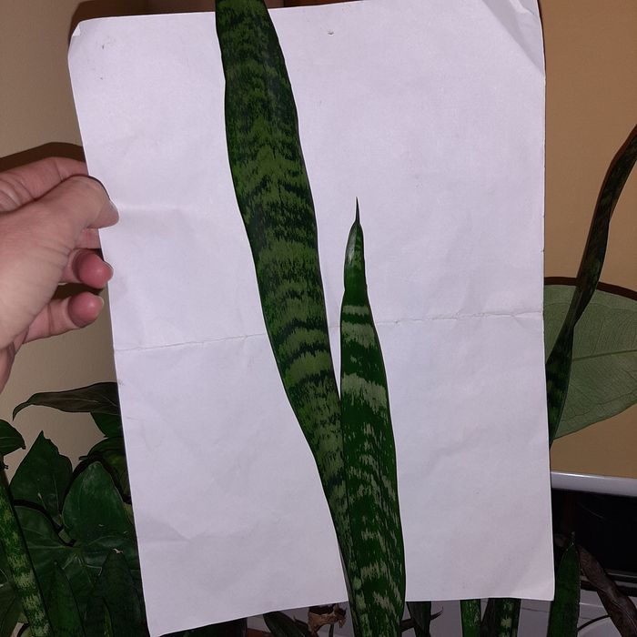 S. Zeylanica, Zeylanica