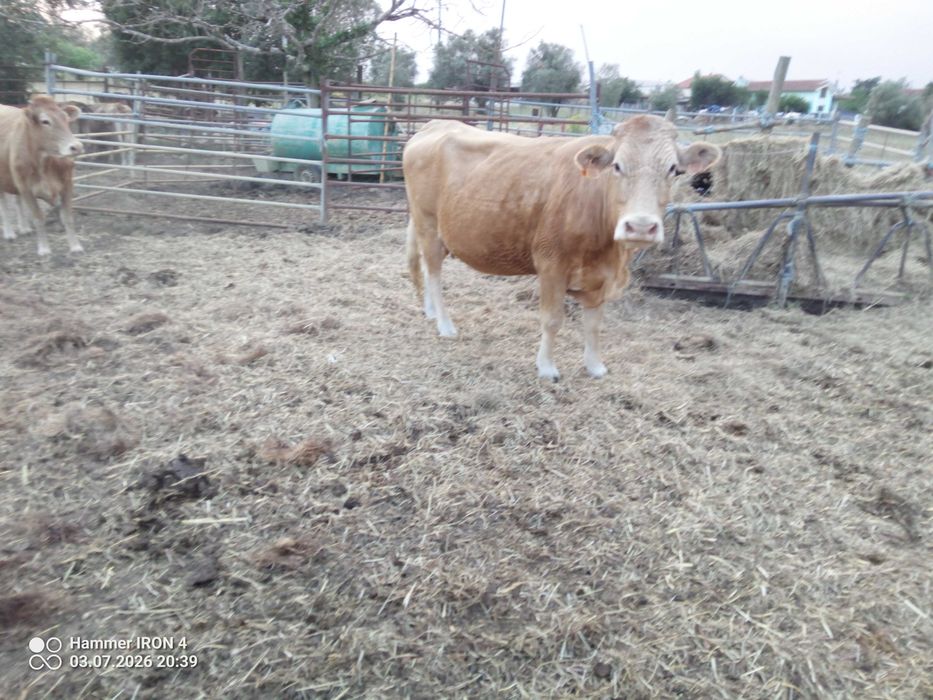 Vacas cheias, Angus, limousine e charolesas