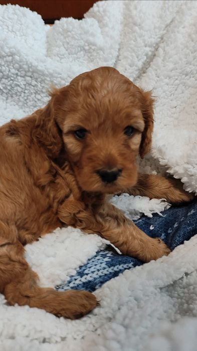 Cockapoo Suczka GAJA