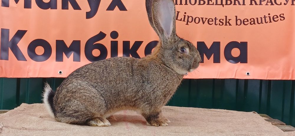 Продаж кролів породи БВ