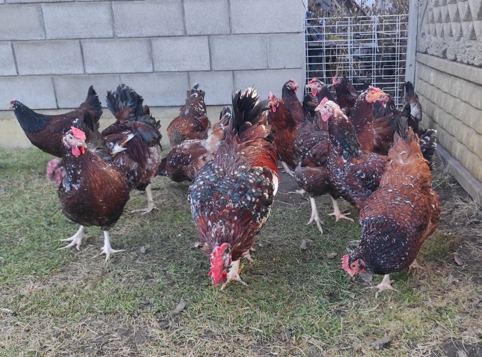 Куры, Петухи. Взрослые, Молодые.  Мускусные утки, селезни. Цесарки.