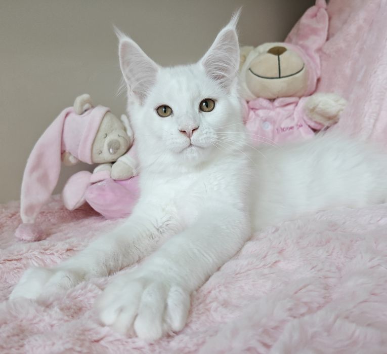 WIBO biały kocurek Maine Coon