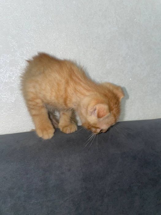 котята веслоухие