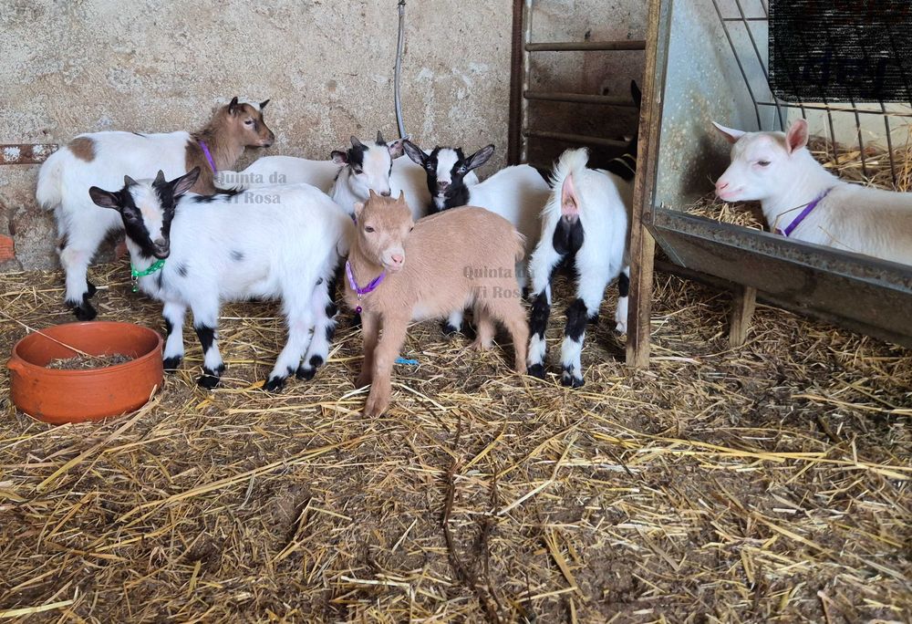 Cabras Anãs e Cabrinhas Micro Anãs