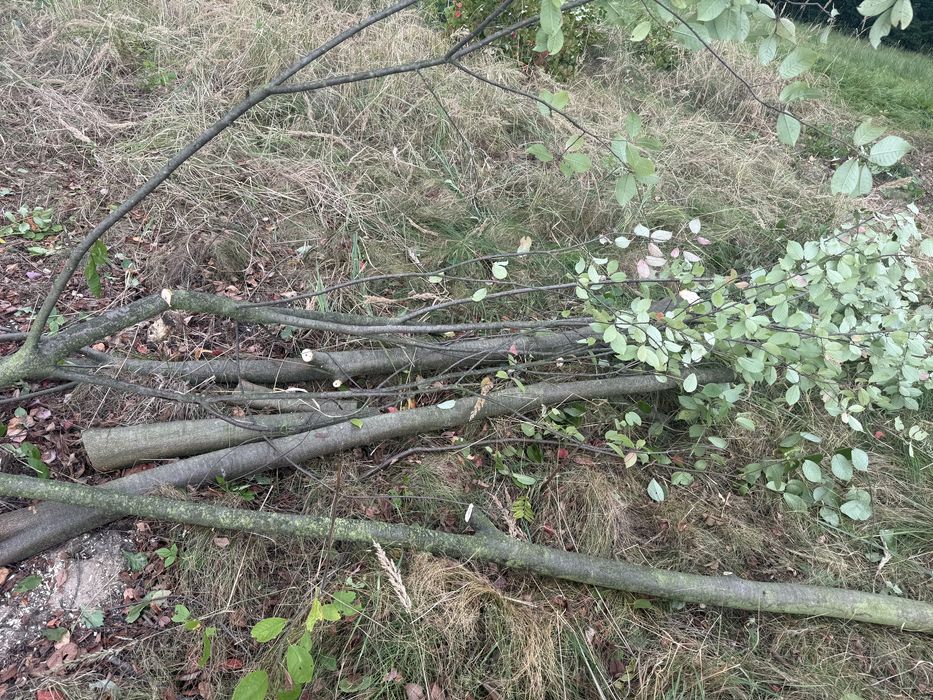 Gałęzie , konary  , opał  oddam za darmo