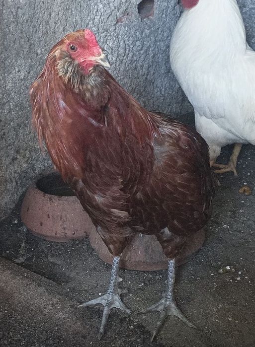Vendo galo Araucana