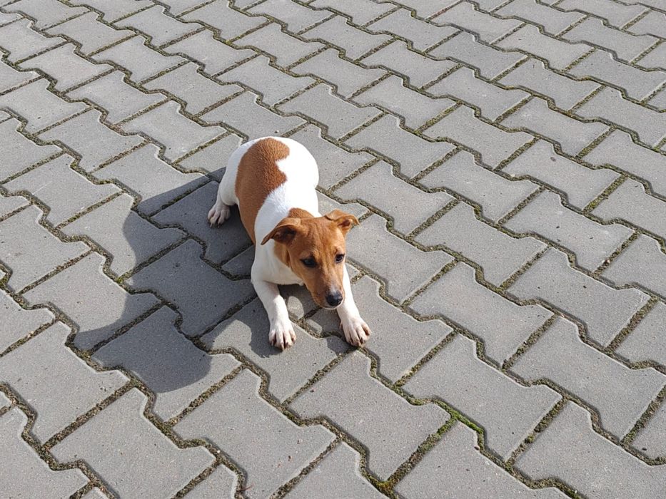 Suczka Jack Russell Terrier