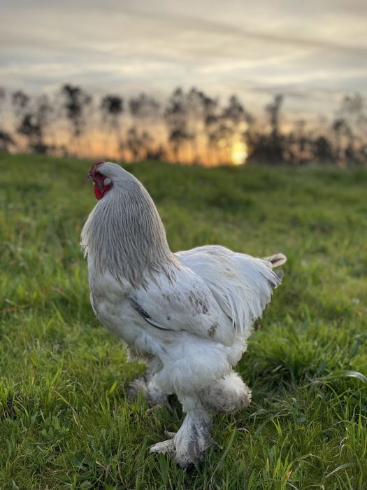 Galo Light Brahma Azul Com 8 Meses
