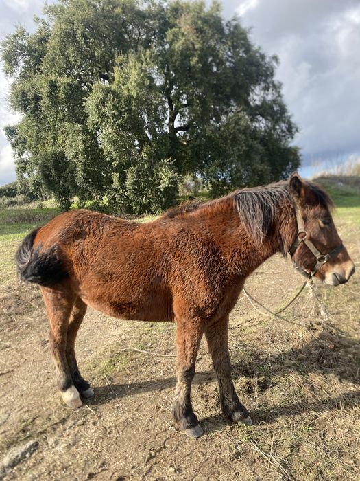 Vendo poldra garrana mansa nobre