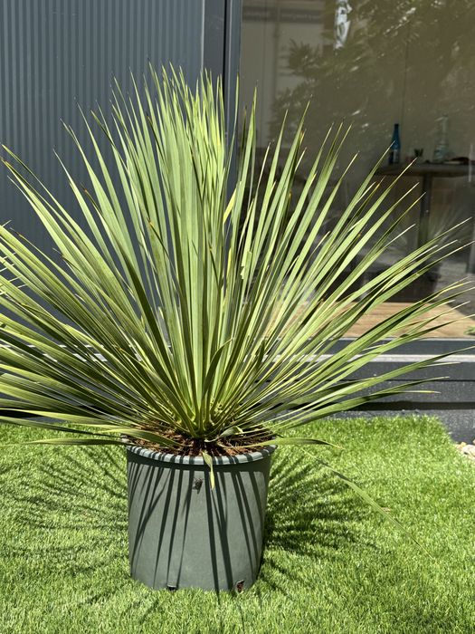 Juka Rostrata Yucca Rostrata 80-90cm
