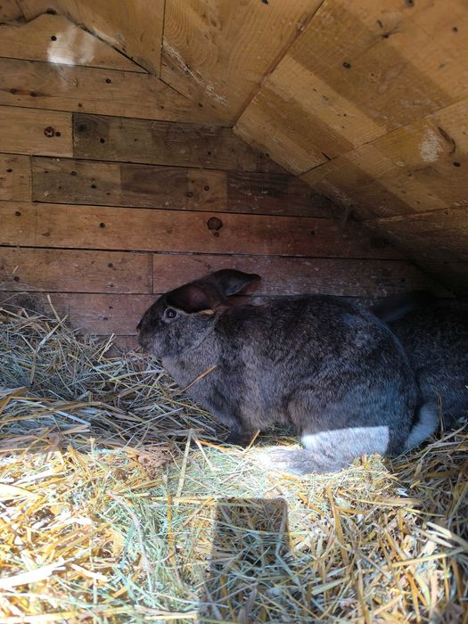 Króliki samice mieszance