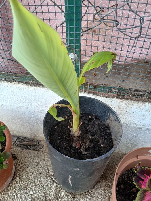 Bananeira da Madeira, costuma dar bananas uma duas vezes por ano.