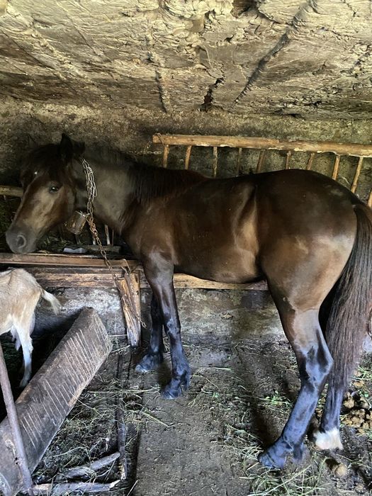 Продаються 2 кобили і 4 кози