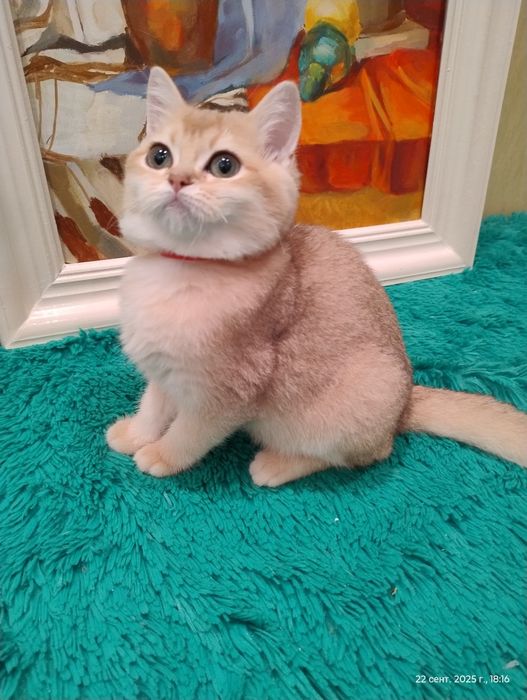 Чудова кішечка британська золота шиншила