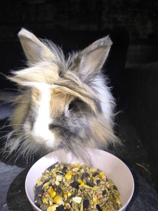 Oddam królika Wiktora