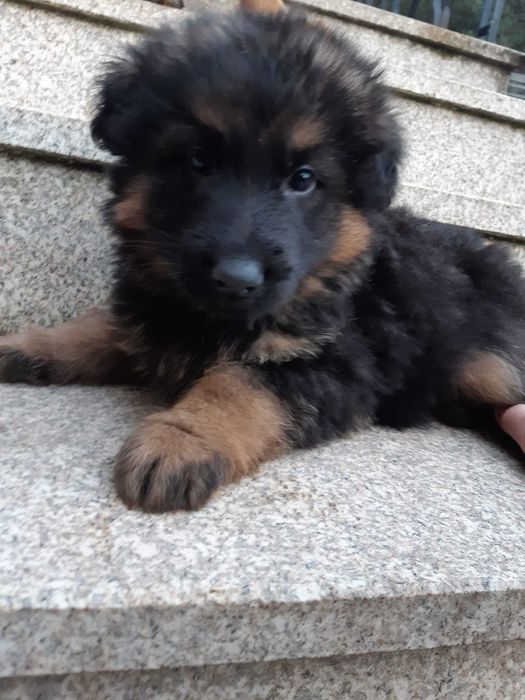 Pastor Alemão puro LOP