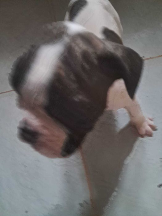 Bulldog frances fêmea zona de Aveiro