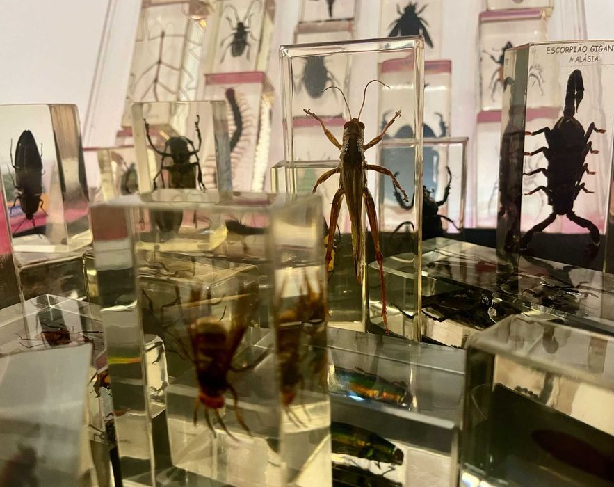 Insetos e aracnídeos em Resina para colecionar