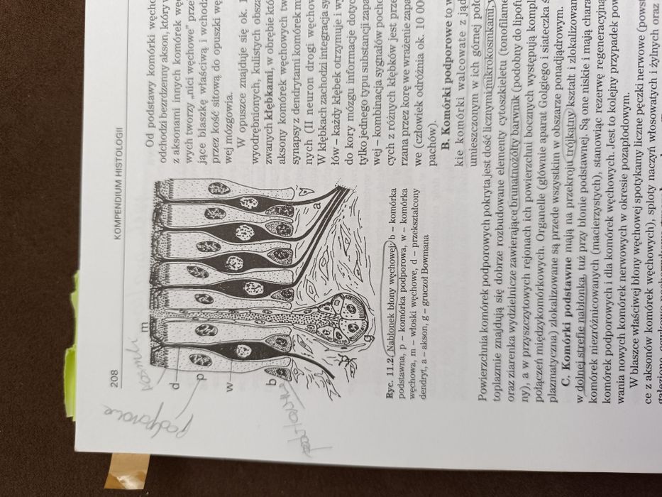 Histologia - kompendium UJ Cichocki