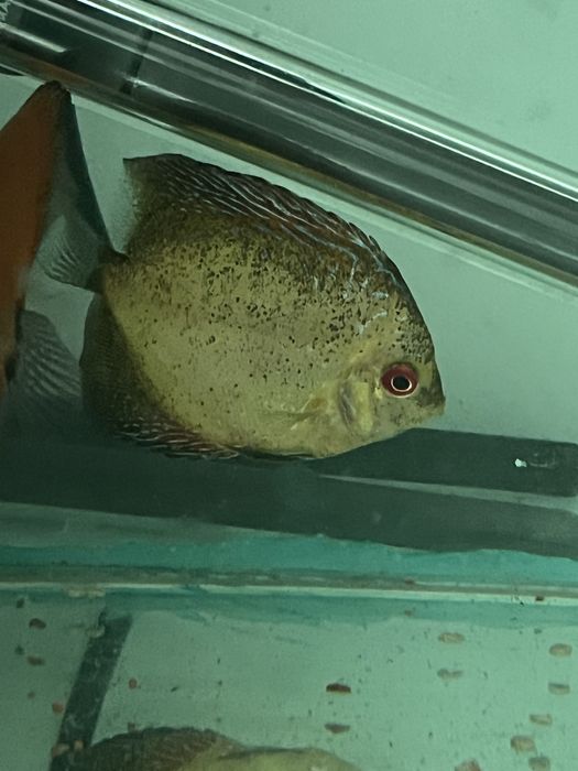 Discus juvenis mais de 5cm