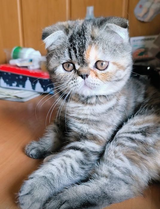 Екзотична короткошерста дівчина
