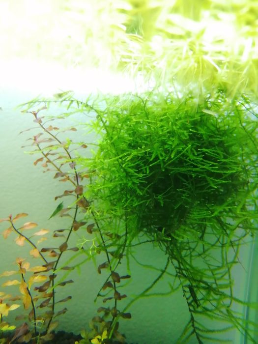 Planta de aquário Red Root Floaters/Riccia/Musgo Pelia/Salvinia Natans