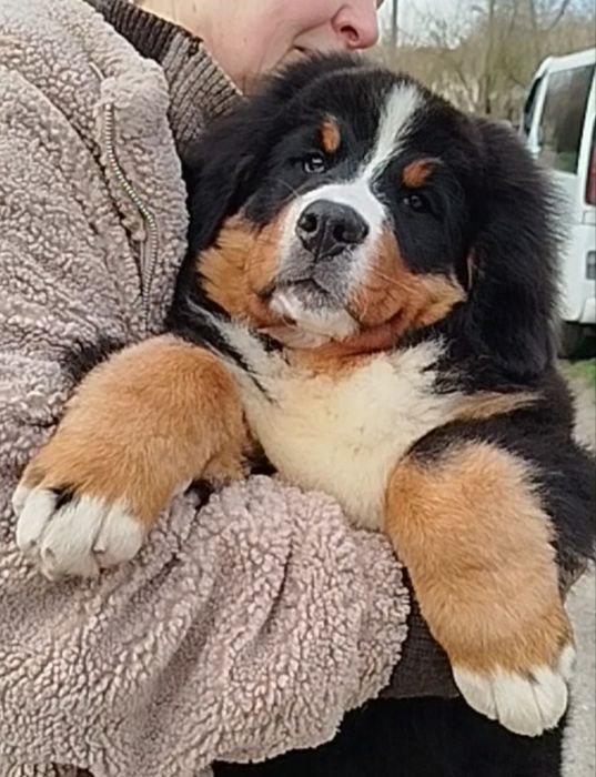 GOLDAWARD TEYA, девочка 5.5 месяцев