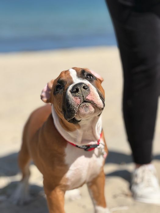 Samiec szczeniak American Staffordshire Terrier Amstaff FCI
