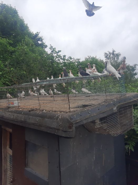 Gołębie zamojskie