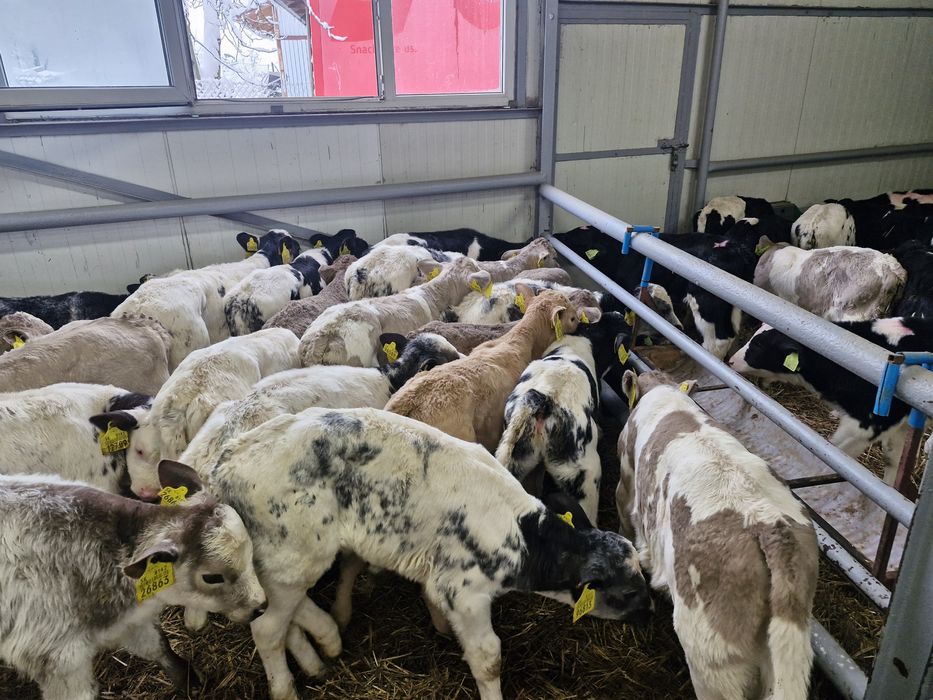 Sprzedam byczki cielaki