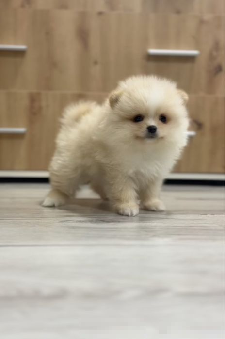 Померанський шпіц хлопчик топ