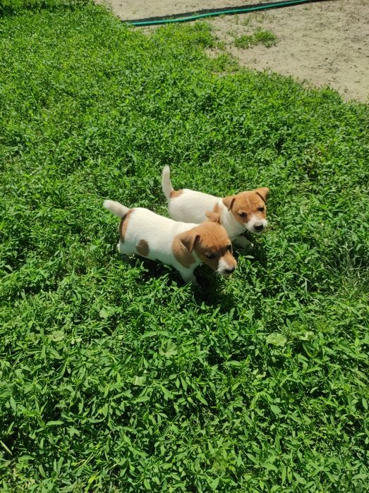 Щенки Джек Рассел тер'єр девочки