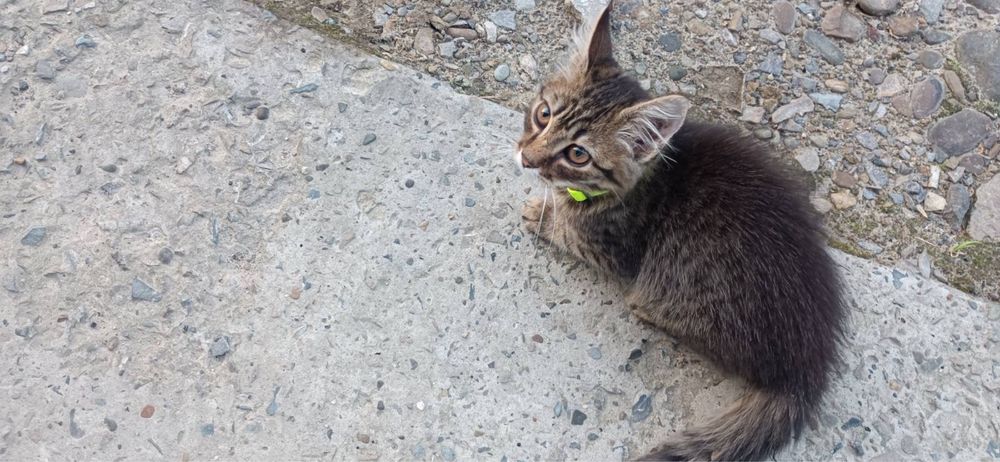 Шукає люблячу родину котик