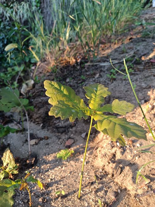 DĄB SZYPUŁKOWY - SILNE sadzonki,ok.7 cm ,ZDROWE, kopane z Gruntu ( ODBIÓR OSOBISTY)