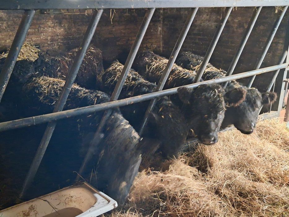 Byczki jałówki  odsadki angus