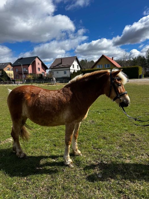 Klacz Haflinger (źrebna) Niagara