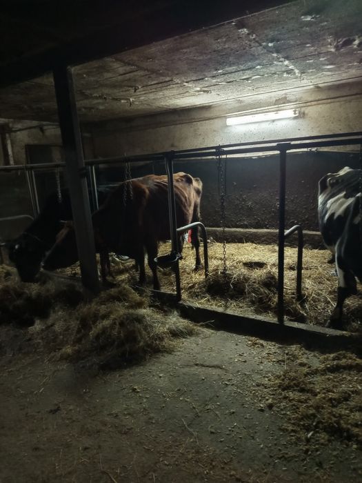 Sprzedam krowy mleczne