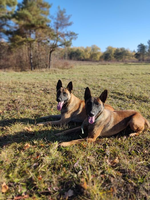 Вязка кобель малинуа