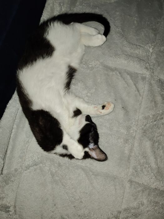 Oddam kocurka 4 miesiecznego