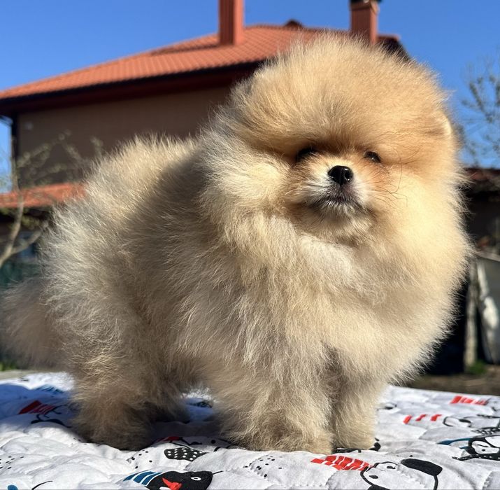 Хлопчик померанський шпіц