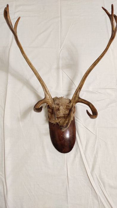 Рога оленя , рога оленя