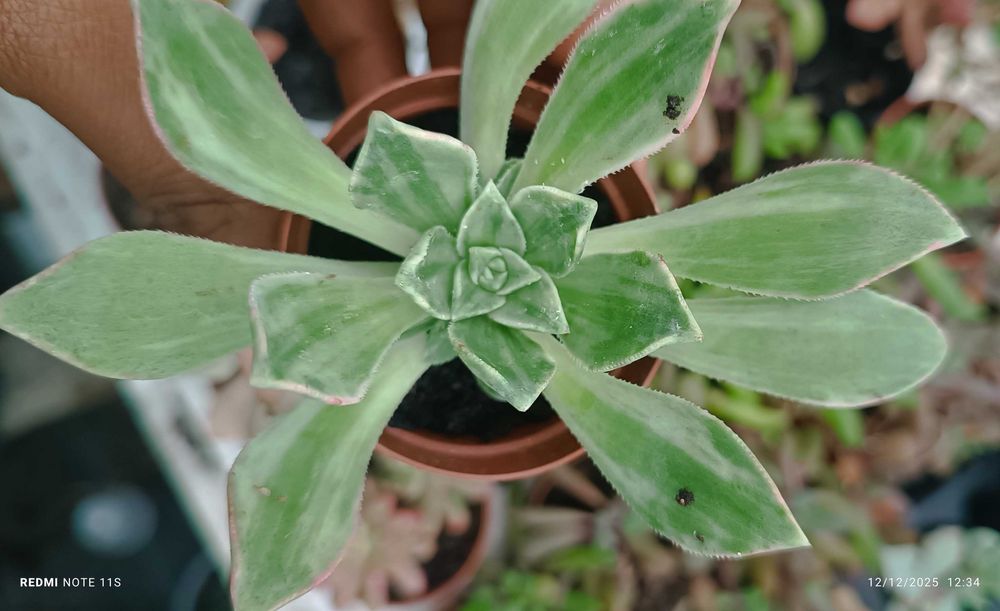 Suculentas de fácil cultivo a 1.50€