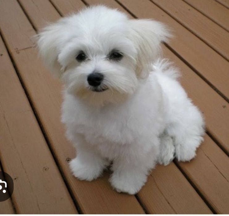 Bichon maltes menino