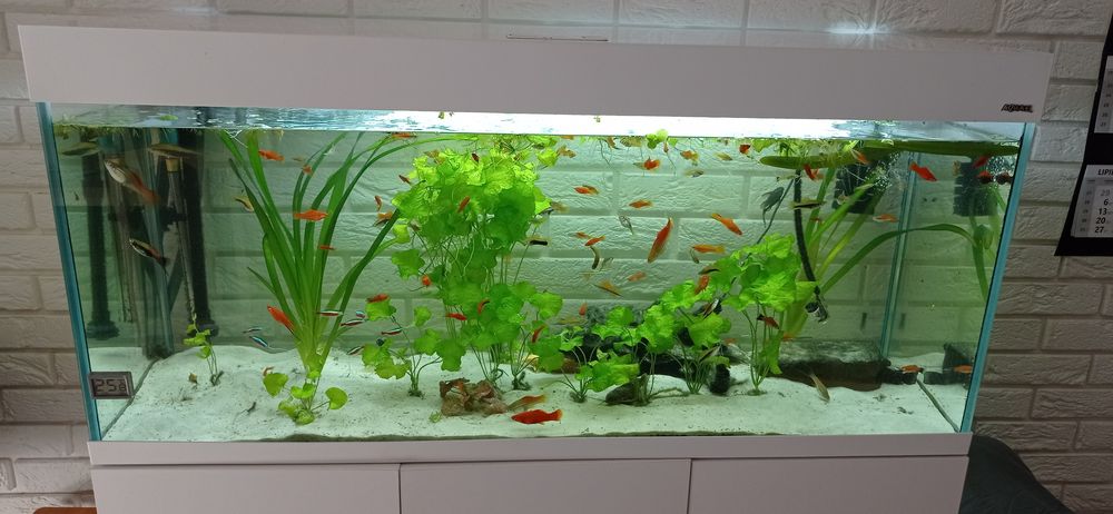 Akwarium proste firmy Aquael 240 l
