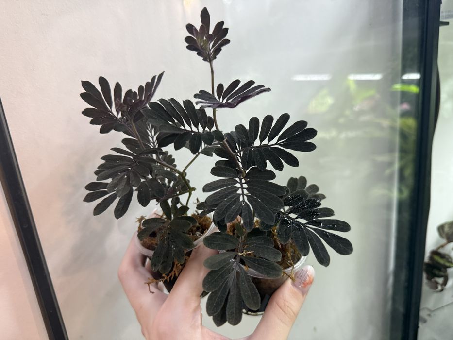 solanum uleanum