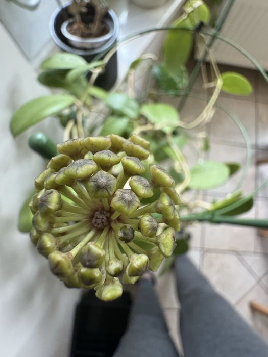 Hoya parasitica 004  cięta